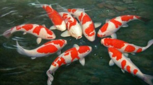 Jenis Ikan Hias Air Tawar dan Penggunaan Penjernih Air