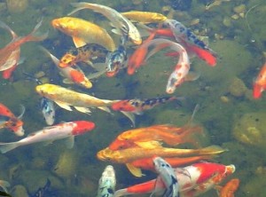 Filter Air Kolam Koi yang Membawa Keberuntungan