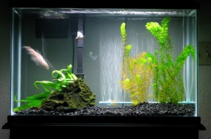 Manfaat Filter Air RO untuk Ikan Hias Air Tawar