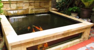 Mengapa Anda Butuh Filter Air Kolam Ikan
