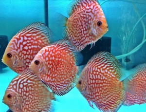 Mengapa Budidaya Ikan Butuh Filter Air Akuarium dan Kolam