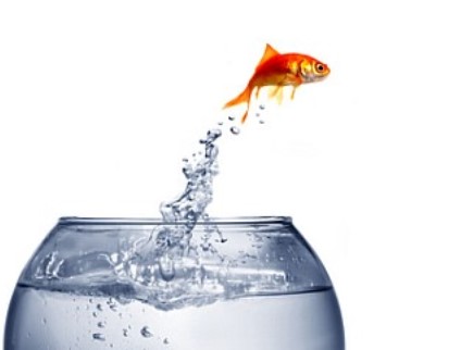 Tips Memilih Filter Air untuk Budidaya Ikan